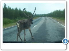 Reindeer on the road in Finland