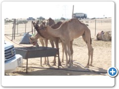 Safari, camel farm 2