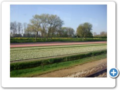 Tulip fields