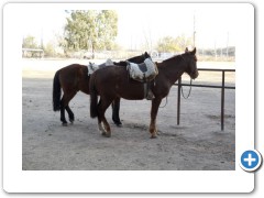 Our horses for the wine tour