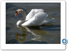 there were lots of swans