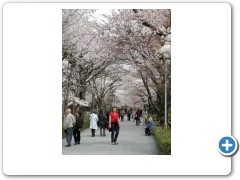 More cherry blossom