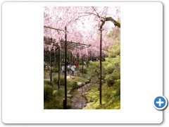 Beautiful Gardens in Kyoto