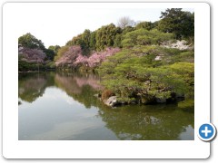 More garden & Cherry blossom