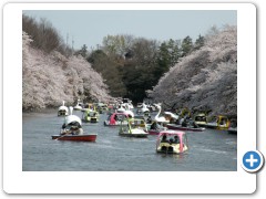 Cherry blossoms & boats!