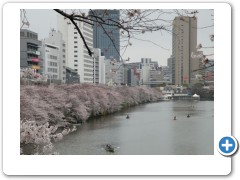 And Cherry blossoms everywhere