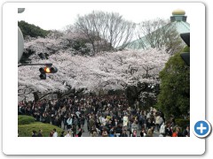 And all the people looking at the cherry blossoms 
