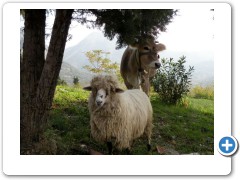 The locals of Old Bar